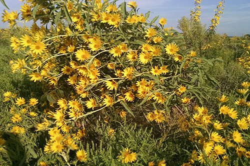 Sunflower